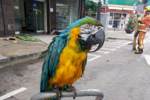 Parrot Rescued From Shop Fire In Spain's Valencia Area