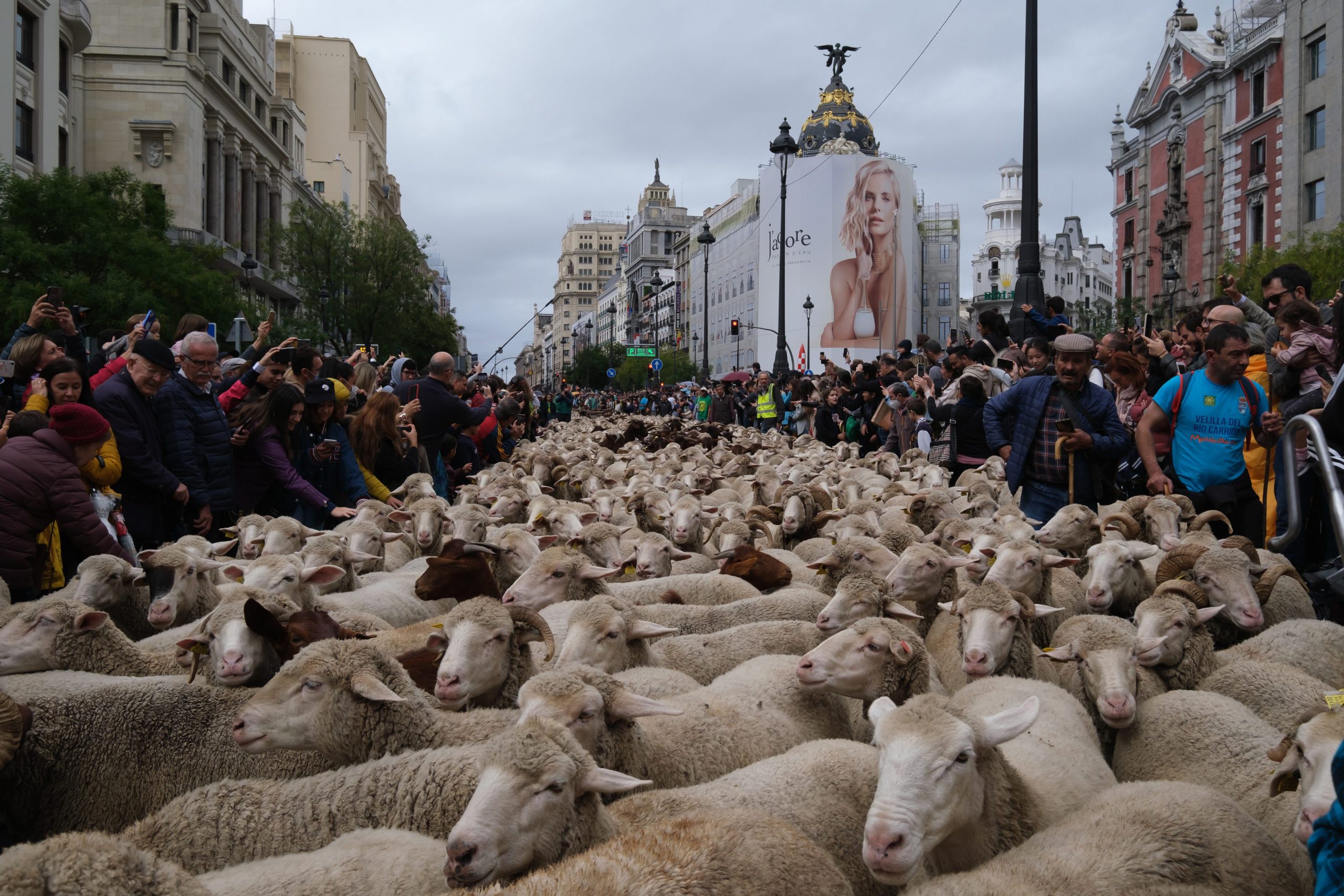 IN PICS: Why sheep blocked off historic Madrid streets in Spain