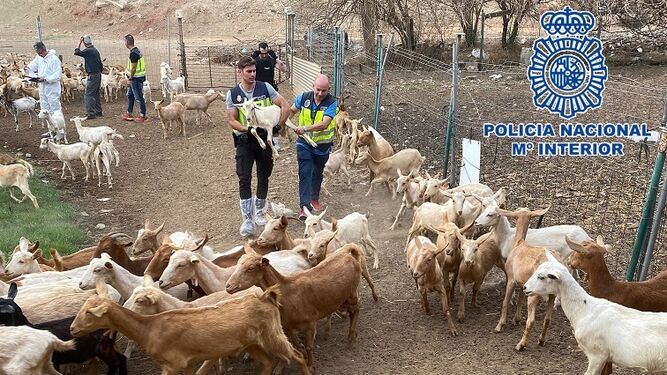 National Police Return Sheep And Goats
