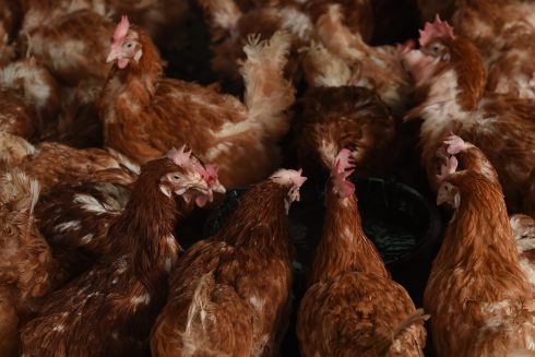 First ever cases in Spain of humans catching avian flu are confirmed