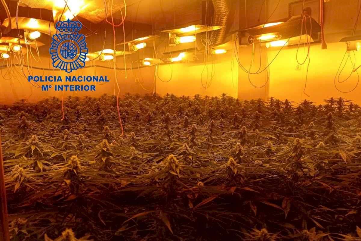 Police Swoop On Giant Indoor Marijuana Farm In Spain's Valencia Area