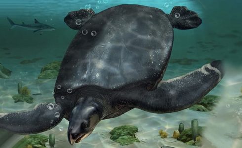 Scientists Find Fossil Of Europe's Largest Ever Turtle With Size Like Vw Beetle Car In Northern Spain