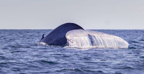 Whale In Azores