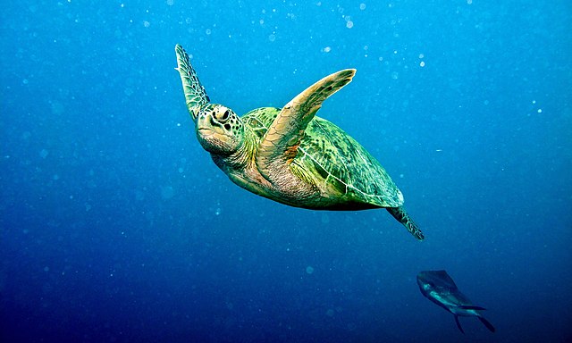 Green Turtle (chelonia Mydas) (6133097910)