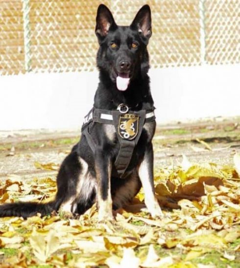 Hero Police Dog Pounces On Gunman To End Armed Siege In Spain's Murcia