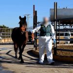 Illegal Horse Meat Gang Banked €4.5 Million Selling Sick Animals From Farm In Spain's Valencia
