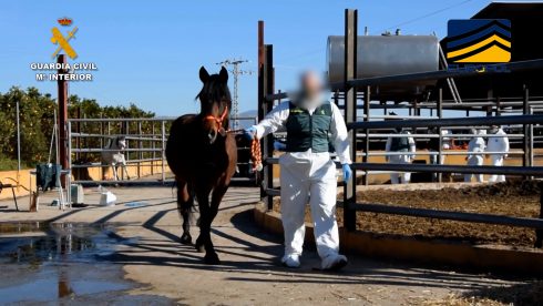 Horse meat gang banked €4.5 million by selling sick animals from Valencia farm in Spain