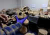 Large illegal private collection of historic artefacts is found on Spain’s Costa Blanca One Of The Largest Ever Illegal Private Collections Of Archaeological Artefacts Is Uncovered On Spain's Costa Blanca