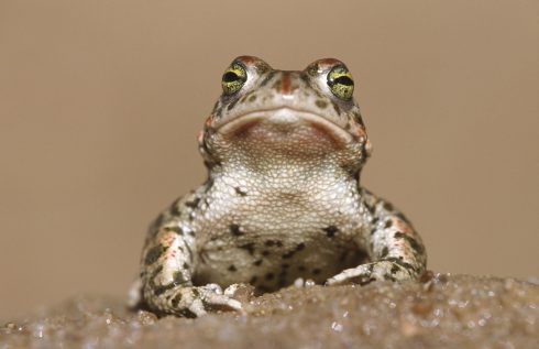 Online seller of endangered toads is punished in Spain's Costa Blanca