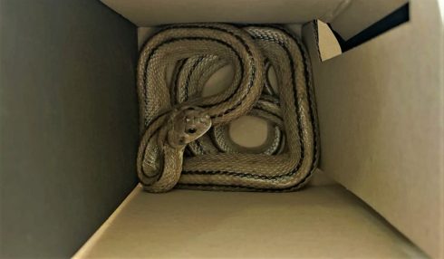 Passer By In Spain's Costa Blanca Opens Cardboard Box And Finds Large Snake Inside