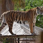 Terra Natura Benidorm Manager In Spain And Two Staff Members Admit Reckless Homicide After Tiger Killed Worker