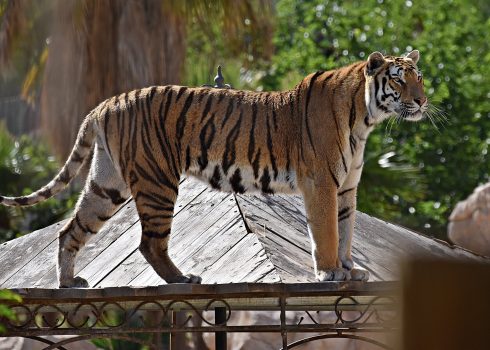 Terra Natura Benidorm Manager In Spain And Two Staff Members Admit Reckless Homicide After Tiger Killed Worker