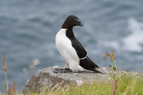 Tordalk (alca Torda) Handa