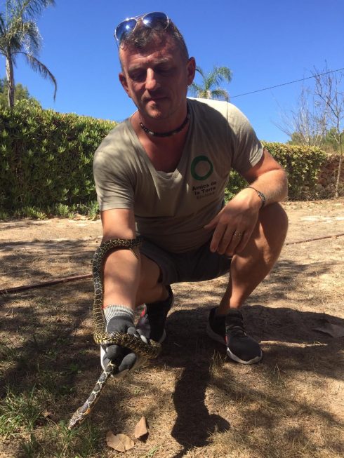 Invasive snakes in Ibiza