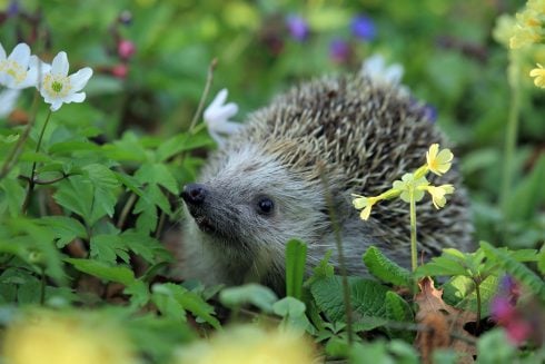 Hedgehog G3ec9d7b99 1920