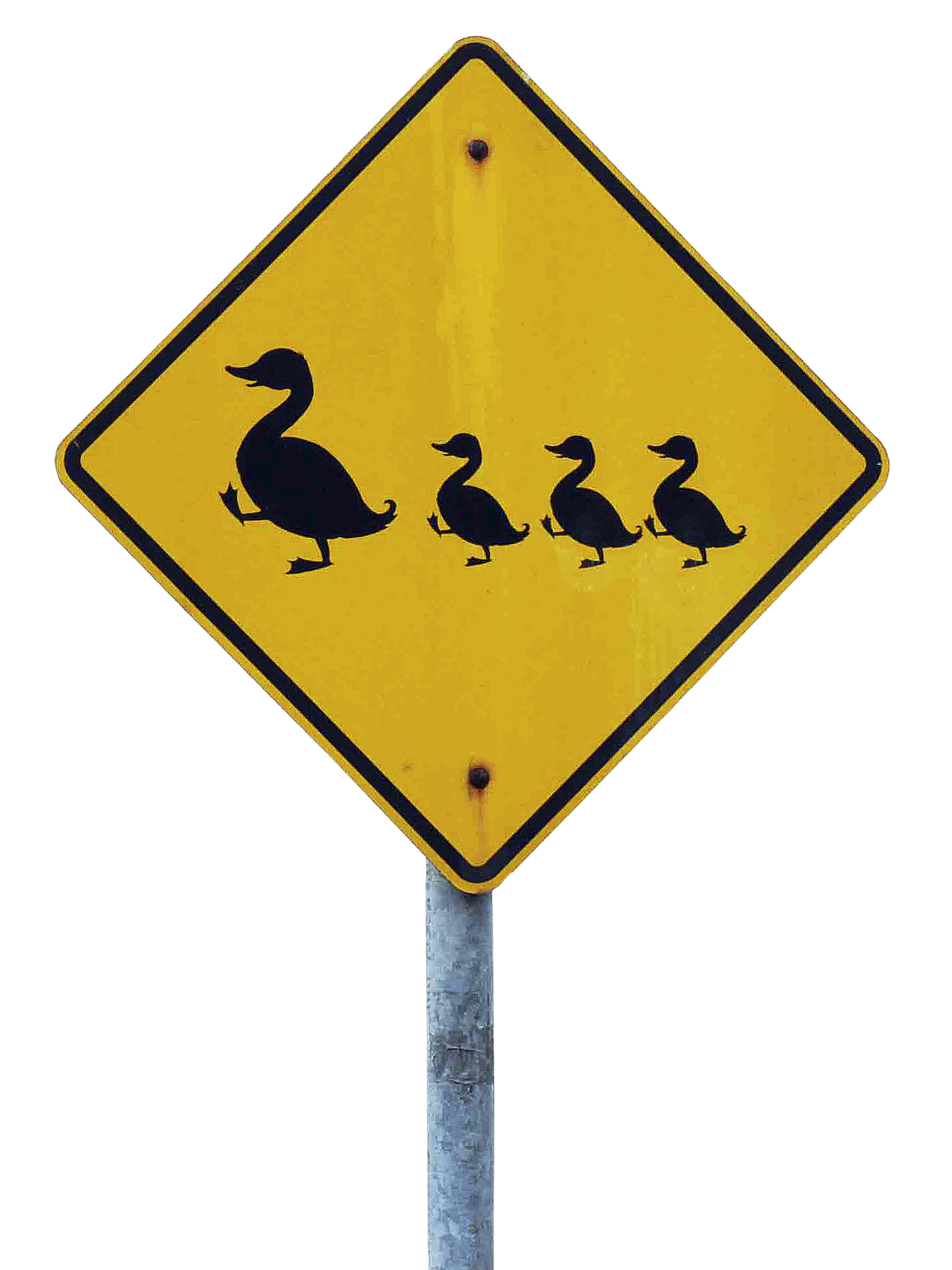 New signs unveiled in Spain’s Alhaurin de la Torre in bid to protect ducklings crossing road
