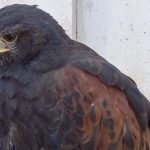 Eagle Will Land To Scare Off Pesky Seagulls From Costa Blanca Castle In Spain