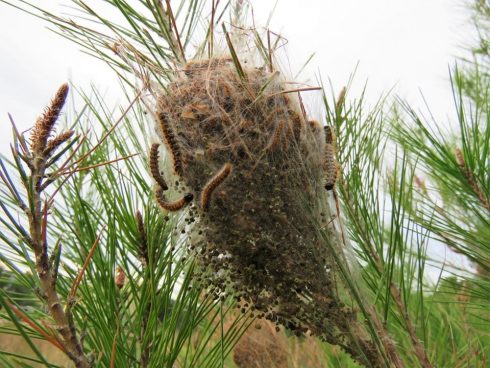 First Sightings Of Poisonous Processionary Caterpillars That Can Kill Dogs In Spain