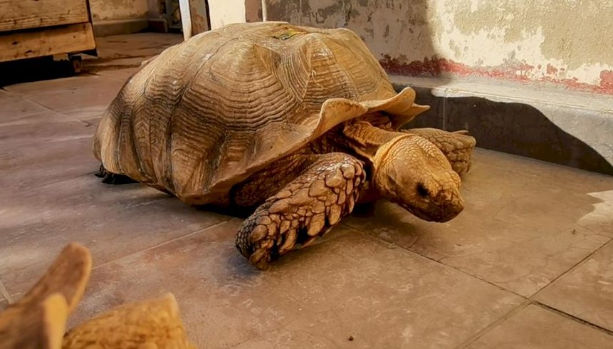 Police Find 27 Endangered Tortoises At Valencia House In Spain