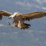 Power firm Iberdrola fined €68,000 after griffon vulture is electrocuted in Spain's Valencia