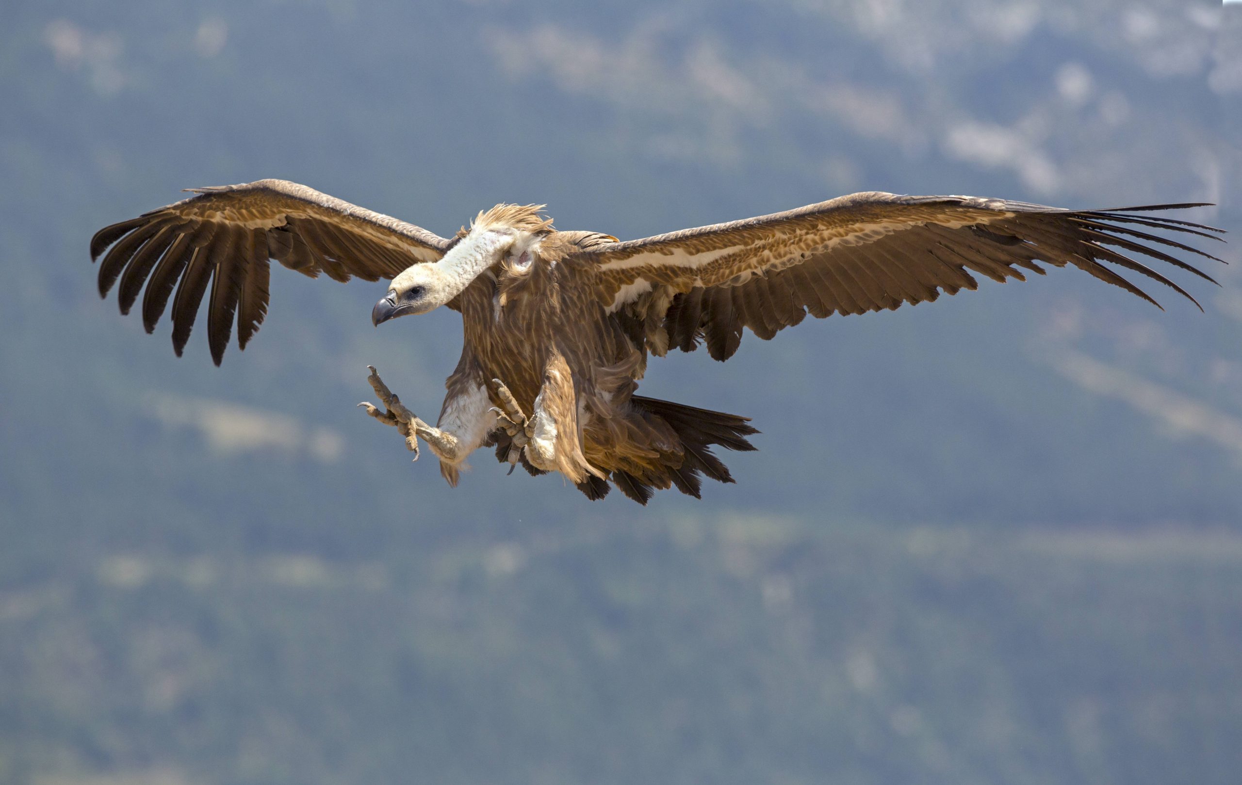 Power firm Iberdrola fined €68,000 after griffon vulture is electrocuted in Spain's Valencia