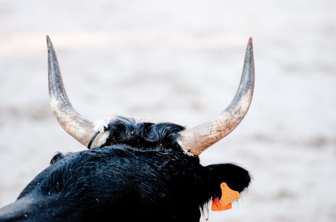 Motorist survives dramatic collision with massive bull on Valencia motorway in Spain