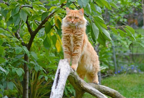 ‘Big cat’ terrorising residents in Spain’s Cadiz is just that—a big cat