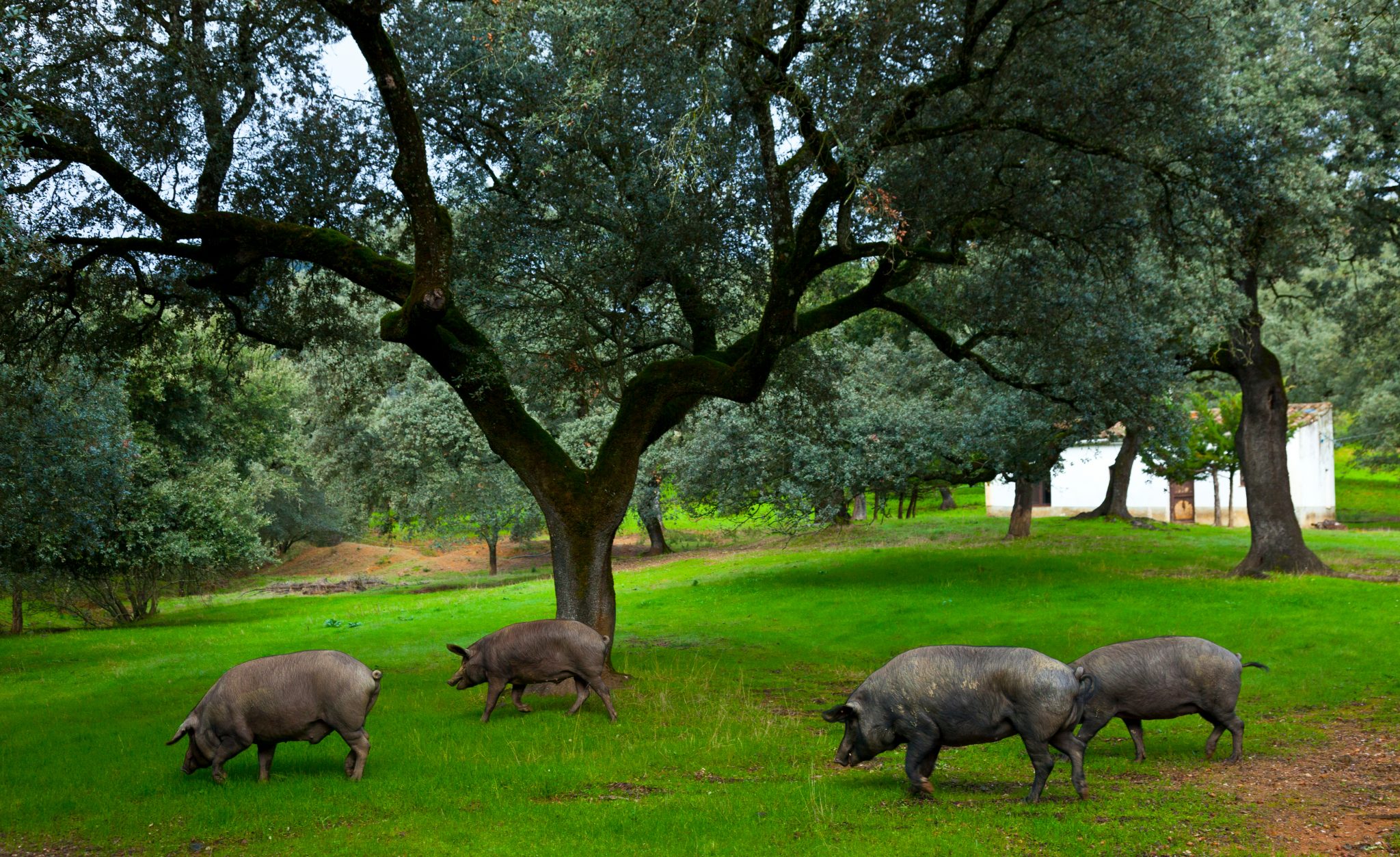 What Kind of Pigs Are Used for Iberico Ham: A Journey into Culinary Excellence