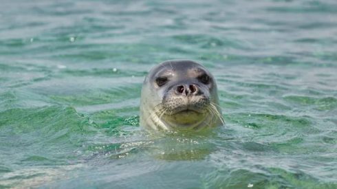 Monk Seal Mallorca