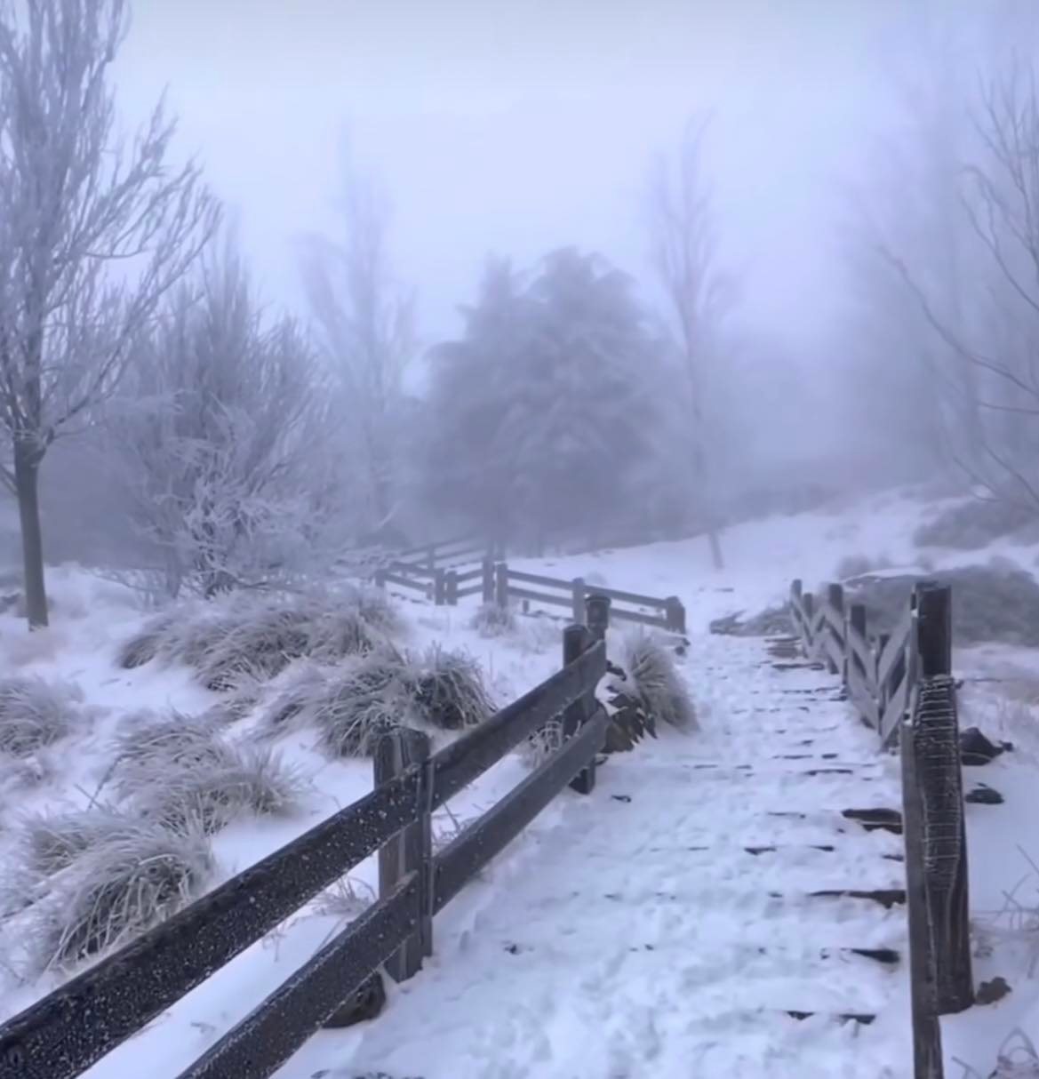 Sierra Nevada Snow