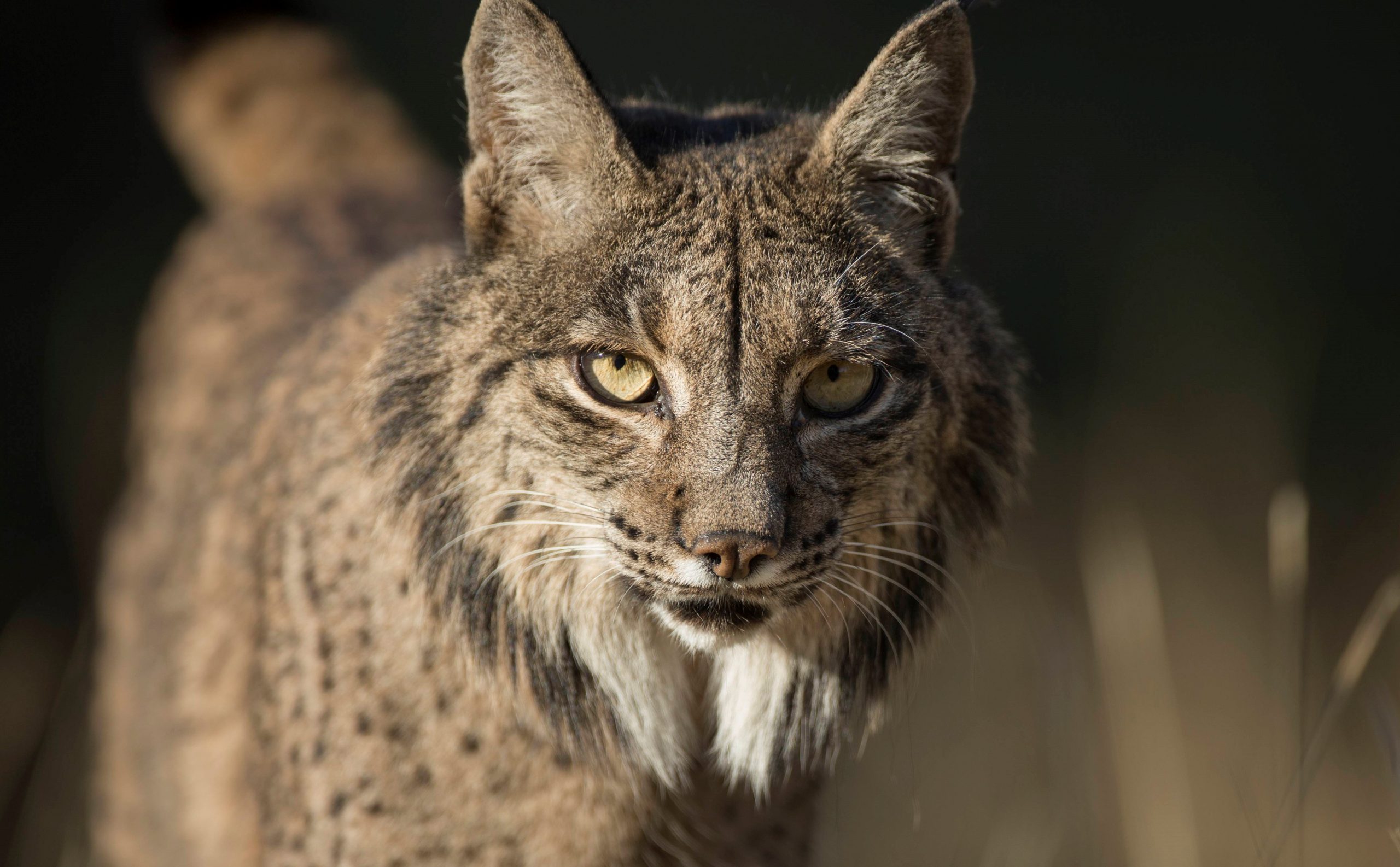 Endangered Iberian lynx returning to Spain's Murcia region