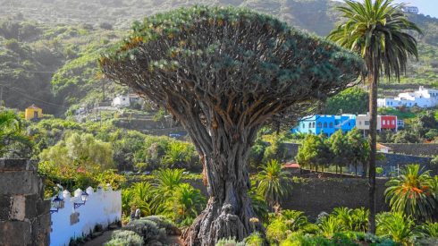 Dragon Tree Tenerife