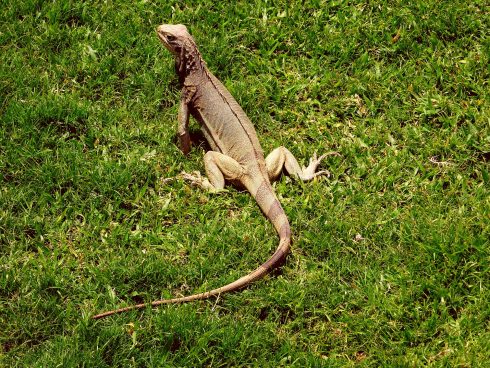 Police capture large iguana in Spain’s Malaga