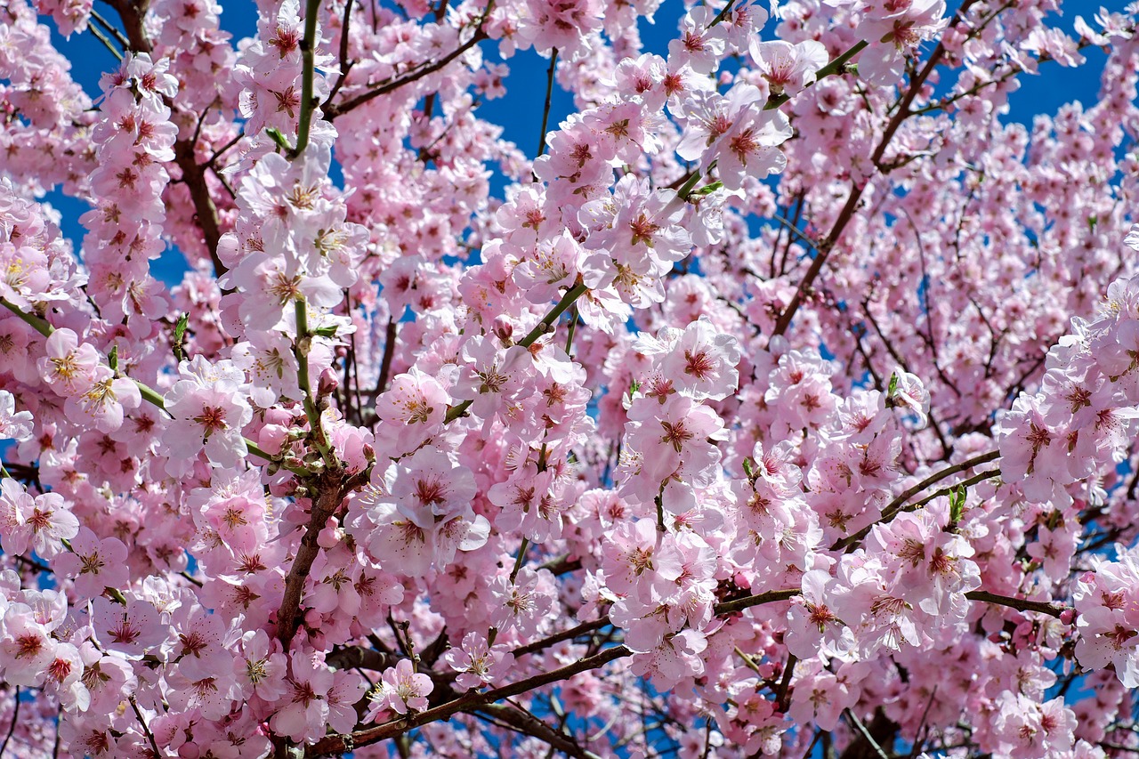 Japanese Cherry Blossom G85b135c62 1280