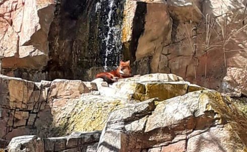 Dhole Relaxing