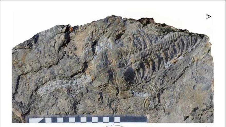 Un fósil marino de 200 millones de años descubierto en Murcia, España, tiene vínculos con los Alpes suizos, dicen los expertos.