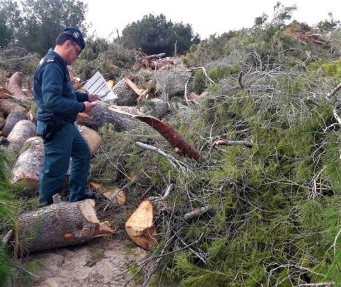 Golf Course Manager Probed Over Illegal Pine Tree Felling On Spain's Costa Blanca