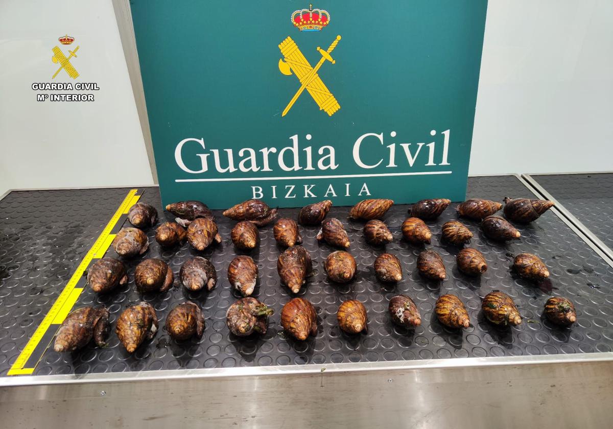 Passenger Tries To Smuggle Suitcase Crammed With Live Giant African Snails Into Spain