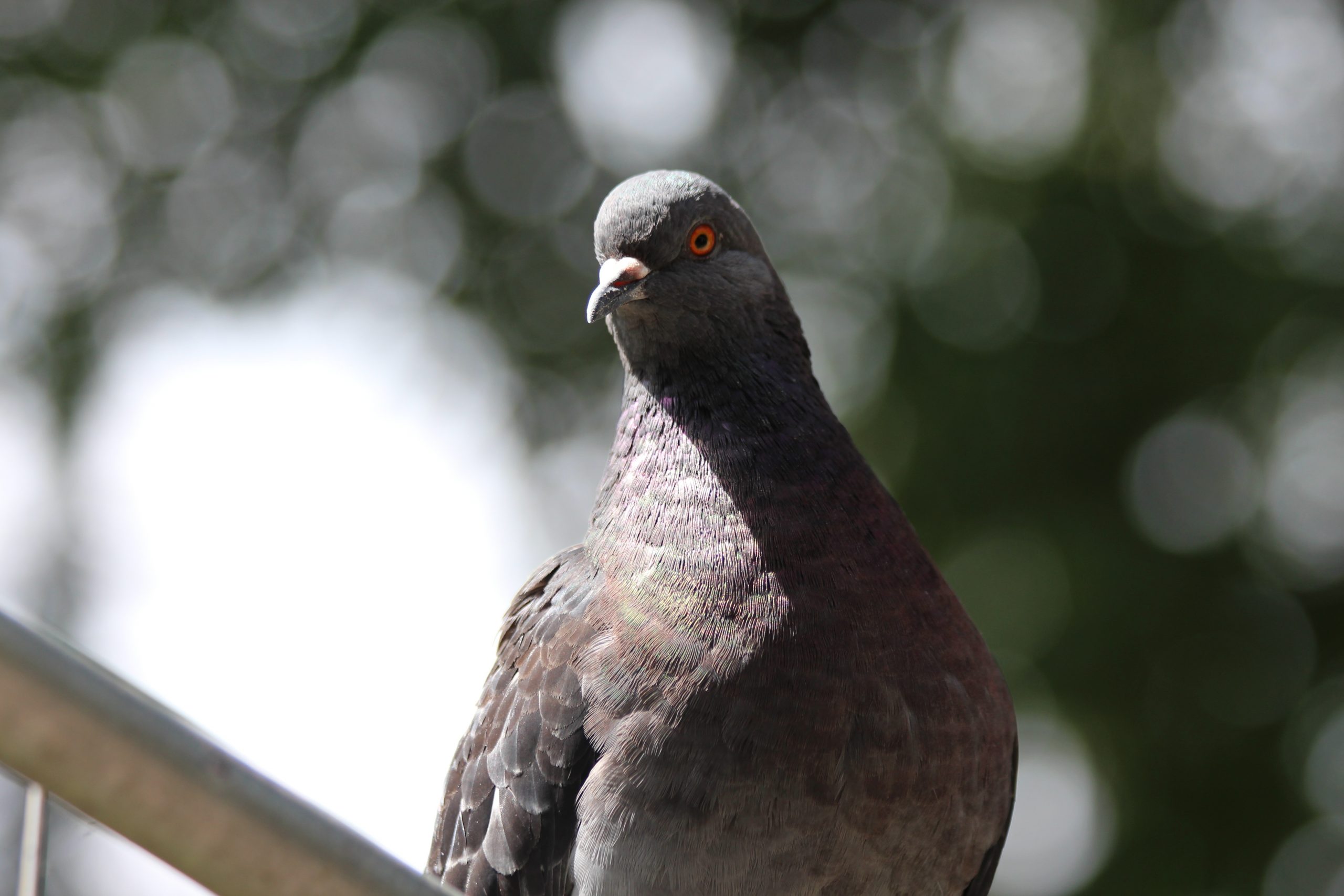 Youths arrested after stealing valuable racing pigeons from Benidorm on Spain's Costa Blanca