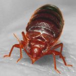 Bed Bug, Cimex Lectularius (9627010587)