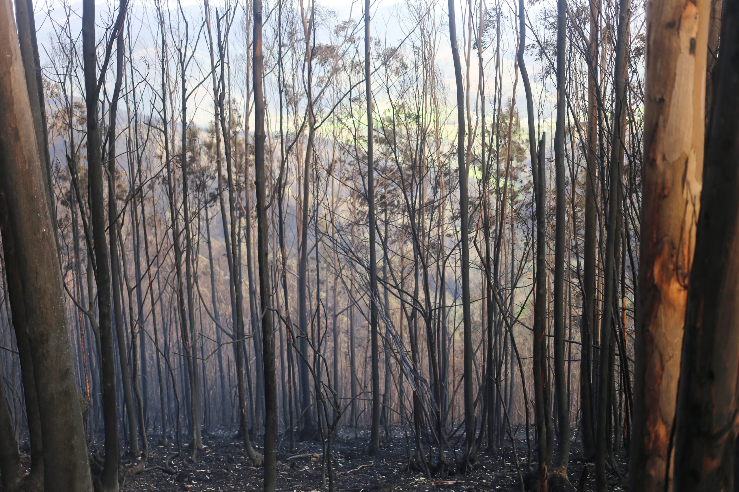 Five people charged with starting devastating forest fires in Spain's Asturias region