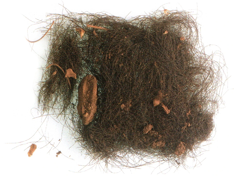 Prehistoric hair samples from Menorca