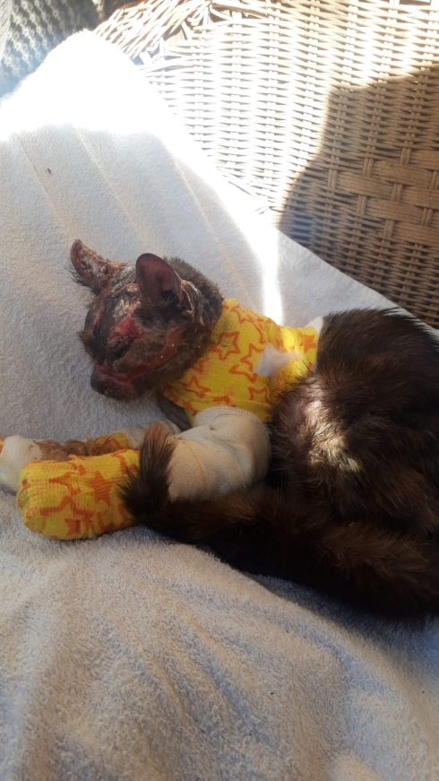 Mia the burnt cat