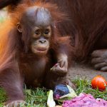 A baby orangutan chomps on some fruit