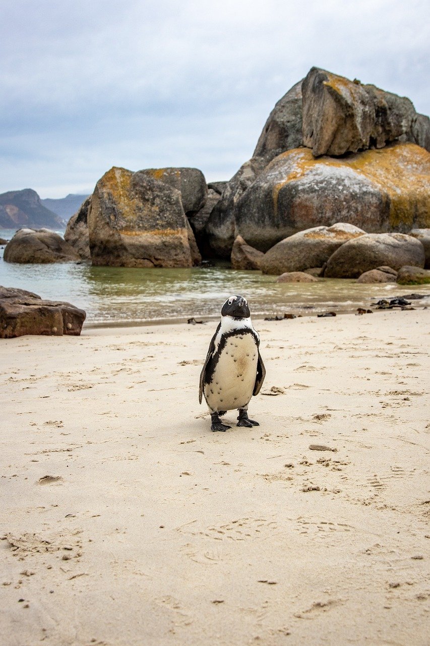 Rare arrival of penguin on beach in Spain’s Huelva