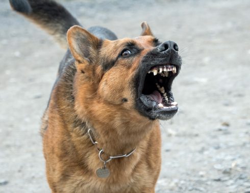 Resident kept awake at night by barking dog loses €60,000 compensation bid in Spain's Valencia region