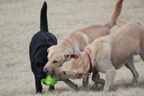 Municipal dog park closed on Spain's Costa Blanca after being set up on private land