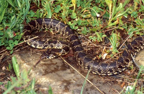 Horseshoe Snake Andalucia