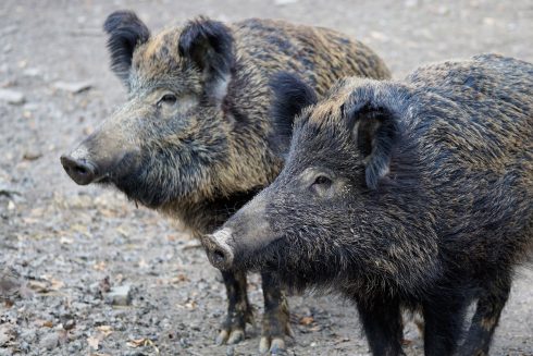 Wild boars surprise beachgoers in Spain’s Marbella