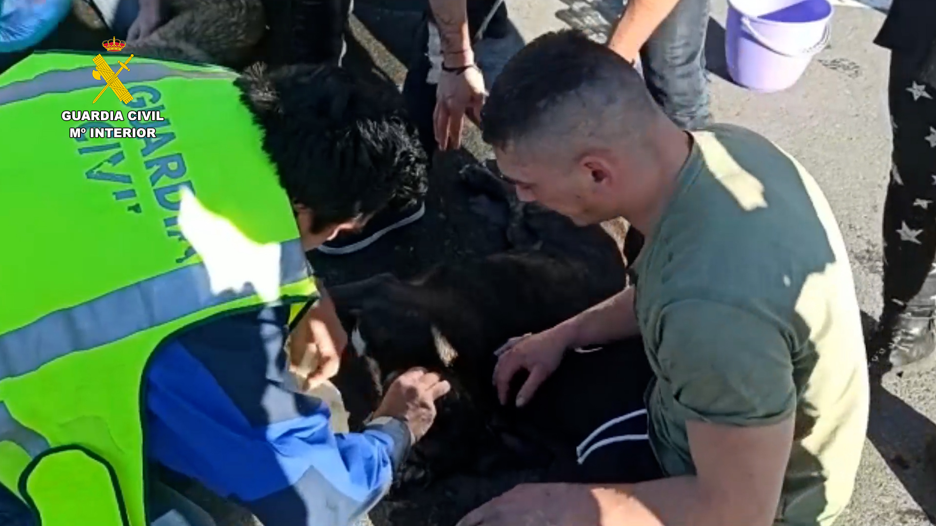 Dog rescue in Navarre